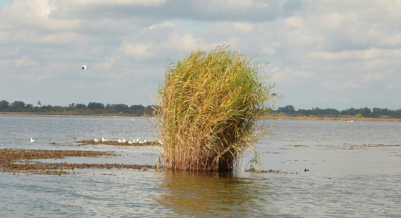 A vizes élőhelyek világnapja van