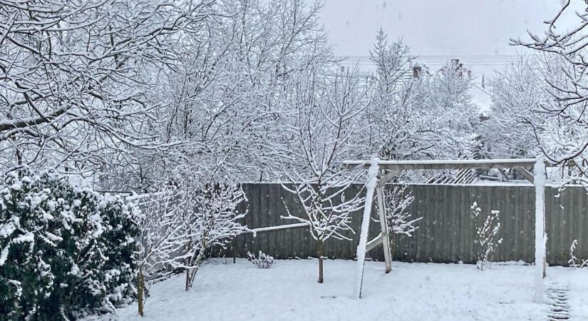 Gólya a hóban - Ilyet se látni minden nap Magyarországon