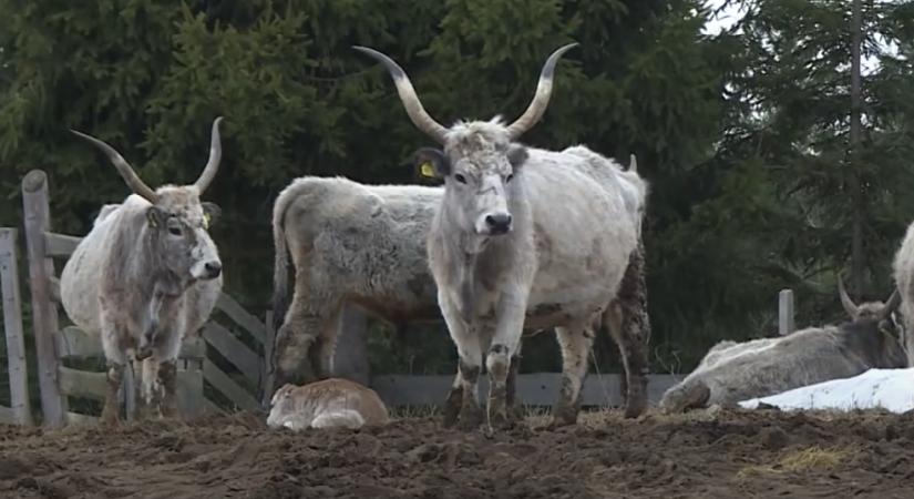 Génmegőrzés: az őshonos fajtákból előállított termékek köré brandeket kell építeni