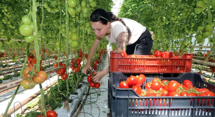 Meglepő tények a paradicsomról – érdemes tudni, ha magas a vérnyomása