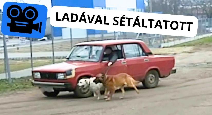 Ladával sétáltatta meg a kutyákat Nagykátán egy sofőr