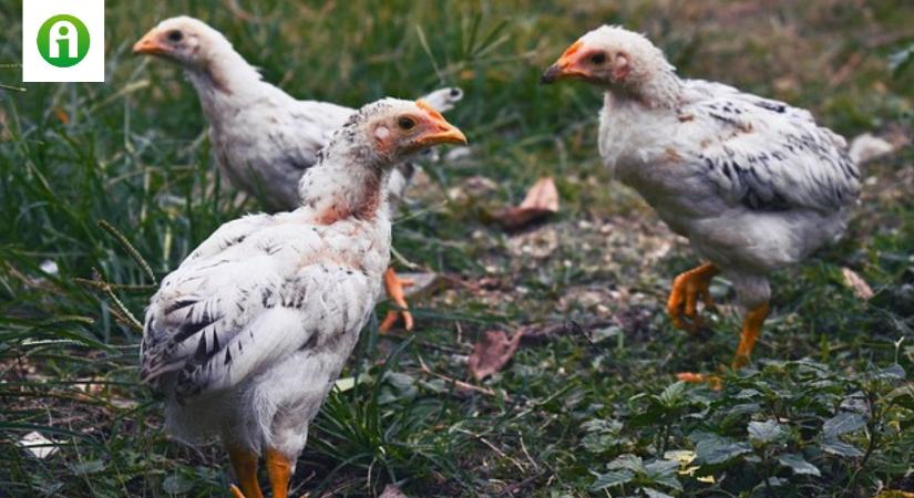 A szabadtartásos csirke titkai – a különbség nemcsak az árában, hanem az ízében is megnyilvánul