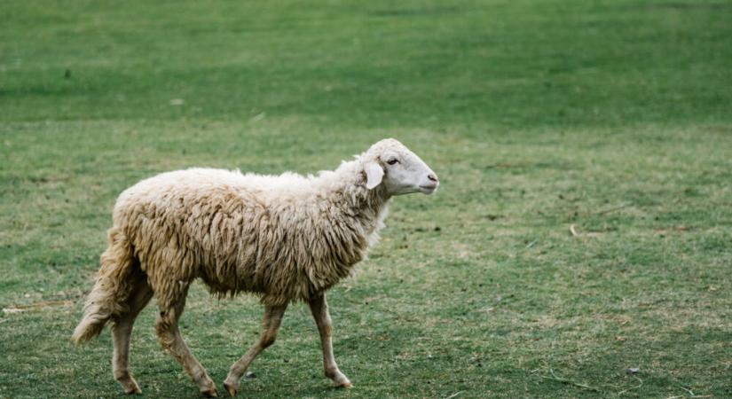 Drámai hírt közölt a Nébih: újabb településeken jelent meg a kiskérődzők pestise