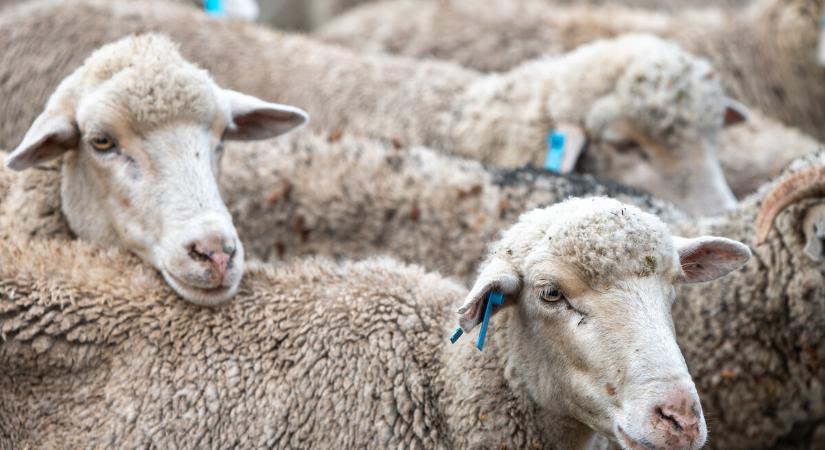 Nébih: újabb településeken jelent meg Zalában a kiskérődzők pestise