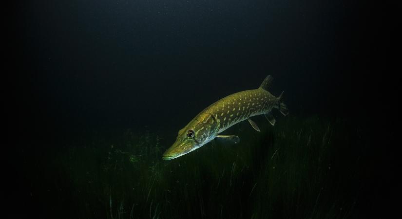 Mától tilos csukára horgászni a magyar vizeken