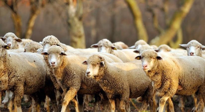 Kiskérődzők pestise: Nem látogatható az őrségi falumúzeum