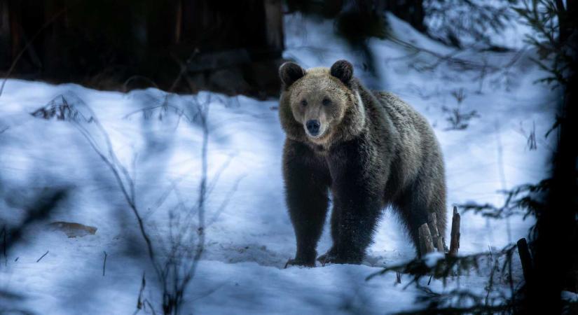 A medve nem játék – A vadagazdálkodás aktív természetvédelem (INTERJÚ)