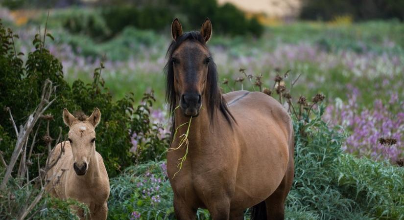 Pata vagy fűnyíró? Miért eszi meg a lovad a kerítést és a bokrokat?