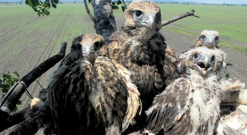 Líbiában ért véget a magyar kerecsensólyom élete, felháborító, miért kellett elpusztulnia