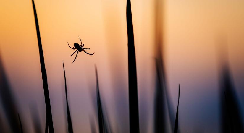 Zombipókokat találtak Észak-Írországban