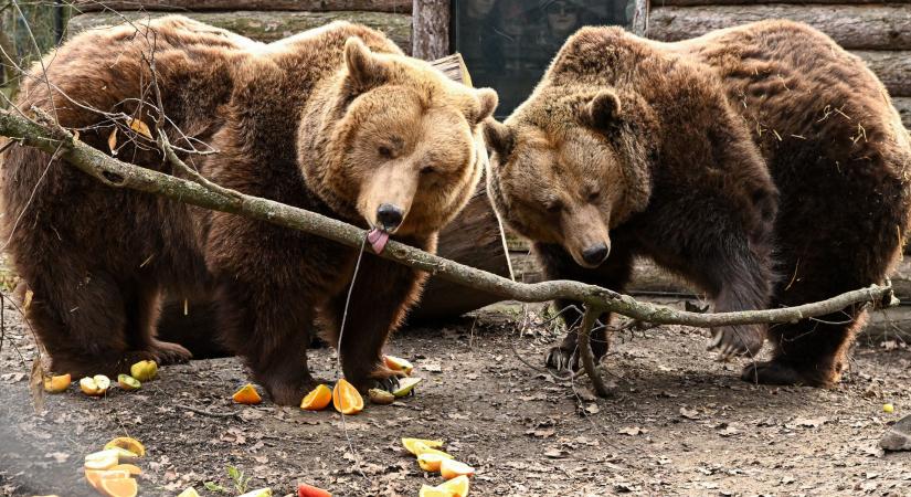 Így bújtak elő a medvék a Szegedi Vadasparkban – videóval