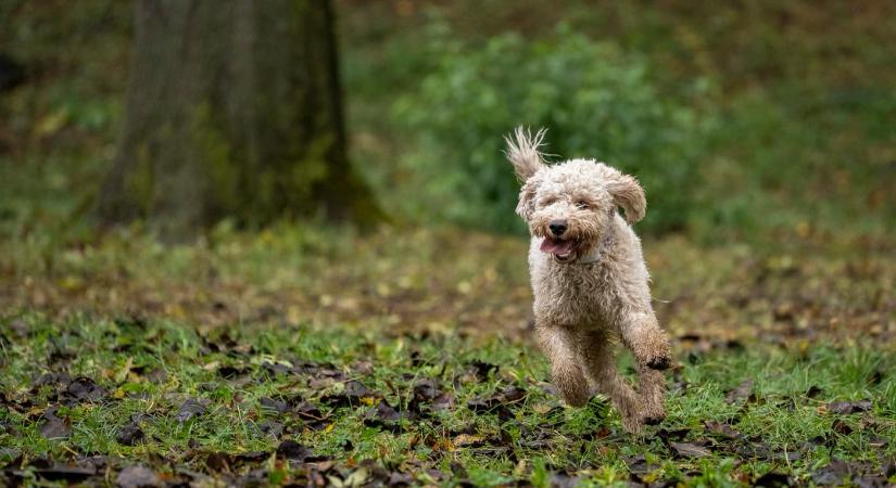 Szarvasgomba és Lagotto Fesztivál 2025 Alsópetény