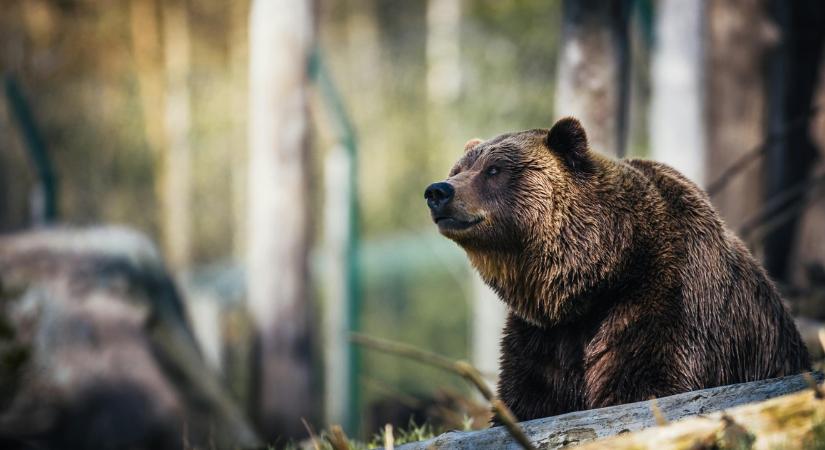 Miért alszanak téli álmot a medvék, és mi is történik pontosan ezen idő alatt? Itt van minden, amit tudni érdemes a hibernálásról