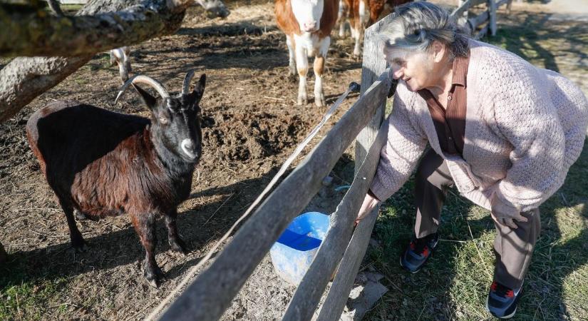 Kiskérődzők pestise: szigorú intézkedések Vasban is – A megfigyelési körzethez tartozik Nagyrákos is