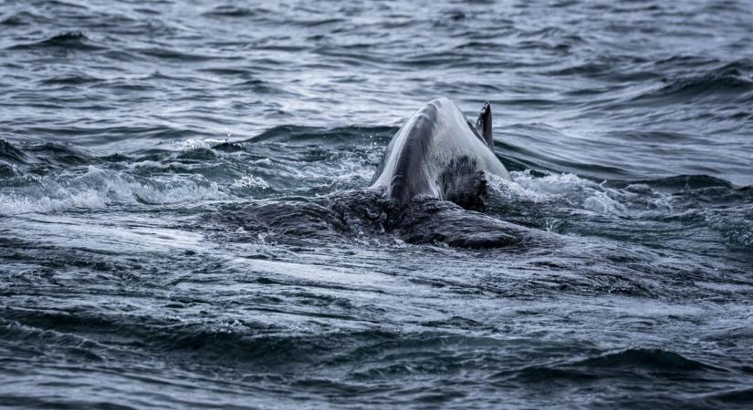 „Egy alakot láttam kiemelkedni a vízből, majd elmerülni” – lencsevégre kapták a Loch Ness-i szörnyet