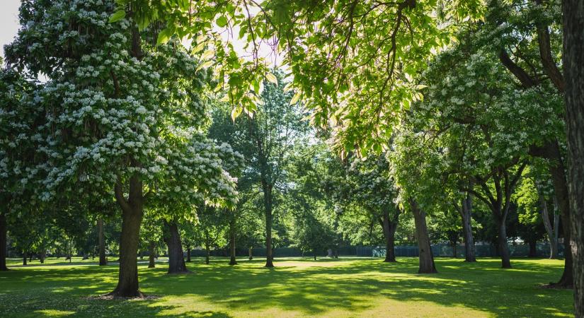 Kolléganőnk a kutyájával egy különleges helyre bukkant egy parkban, volt ám boldogság, hatalmas