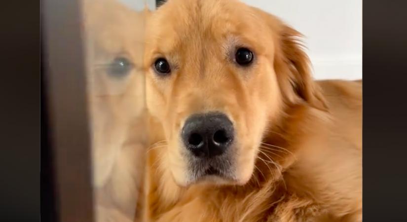 Munkások jöttek a családhoz: a golden retrieverük reakciója fergeteges - Videó