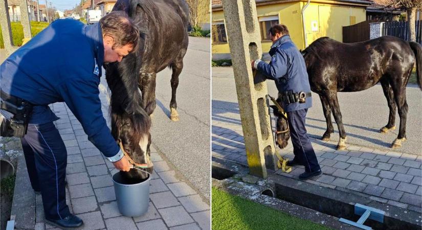 Kalandvágyó ló vágtázott Kiskőrös belvárosában