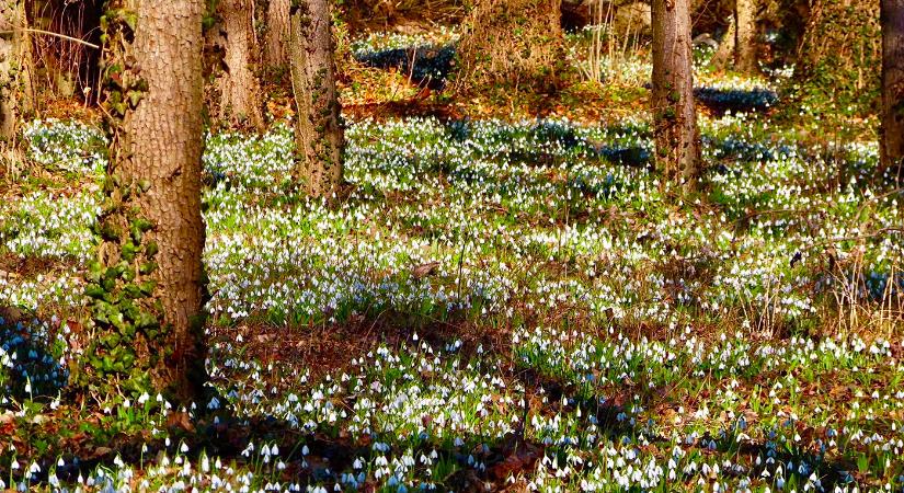 Február 8-án kezdődik a Hóvirágünnep az Alcsúti Arborétumban