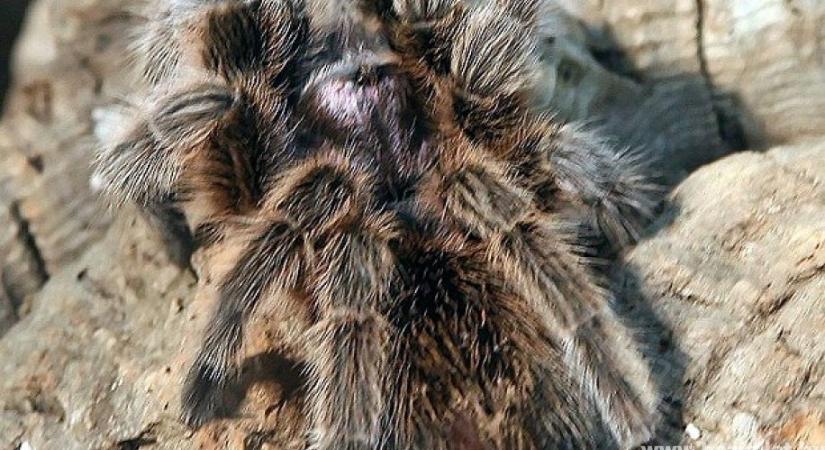 Chilei rózsaszín tarantula, a kezdők pókja