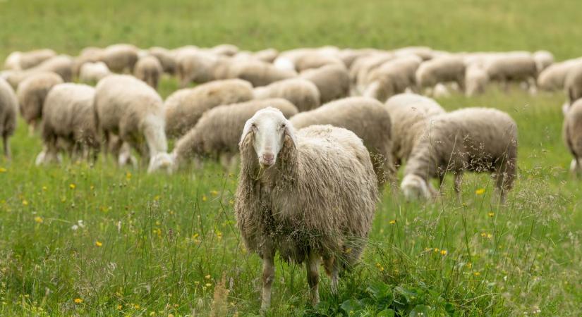 A húsvéti bárány egy enyhe árcsökkenéssel még megúszhatja a kiskérődzők pestisét, a következő hetekben dől el minden