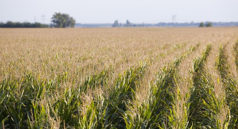 A korai érésű kukoricákkal megelőzhető az aszály