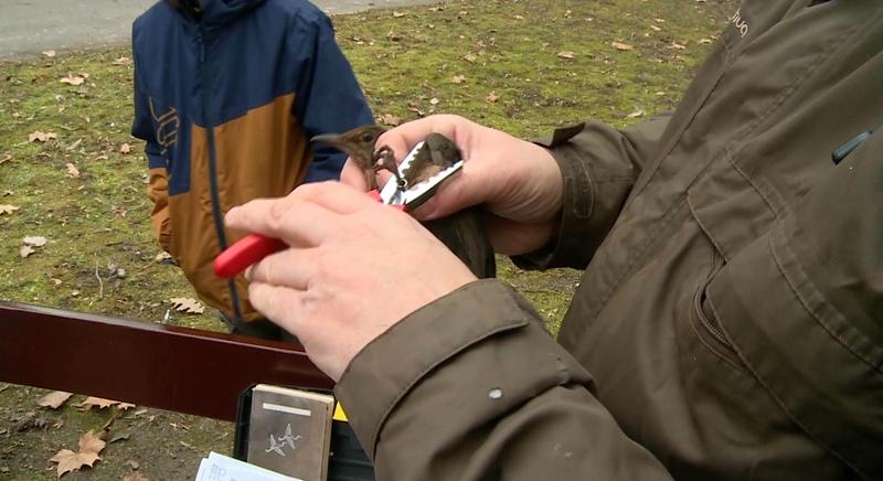 Madárgyűrűzés a parkban