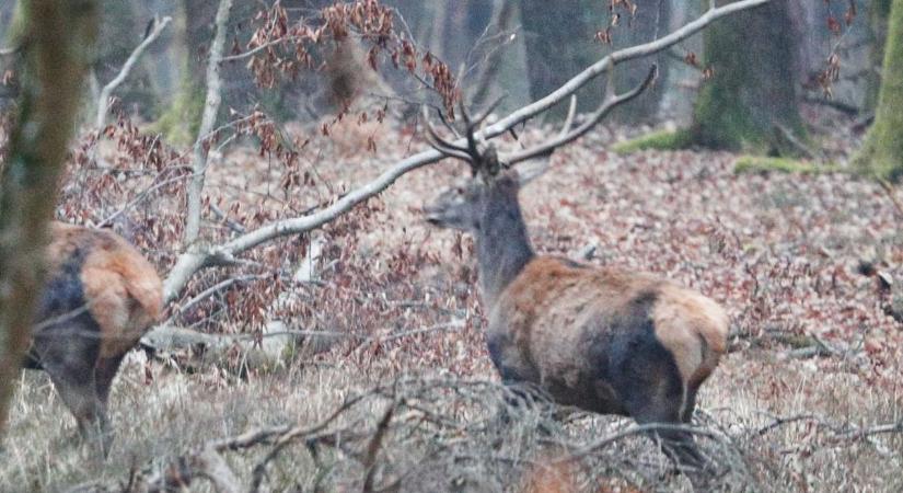 Kiskérődzők pestise: az őzeket is megfigyelik Vasban