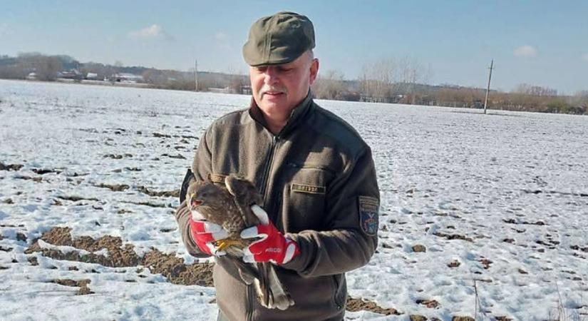 Sérült egerészölyvet találtak a mezőőrök Hajdú-Biharban, lövés sebesíthette meg