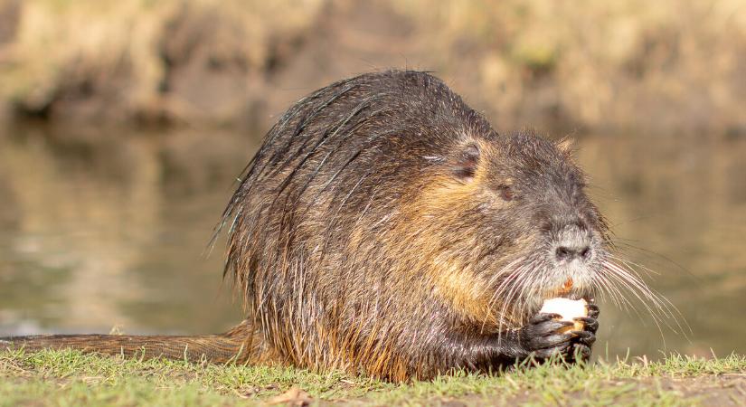 Nutria a Kis-Balatonon: új inváziós faj megjelenése