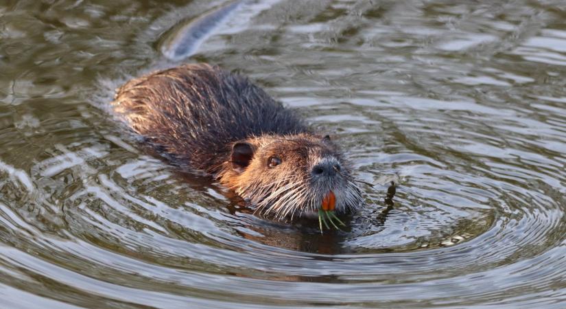 Új faj pusztít az éj leple alatt a Balatonnál