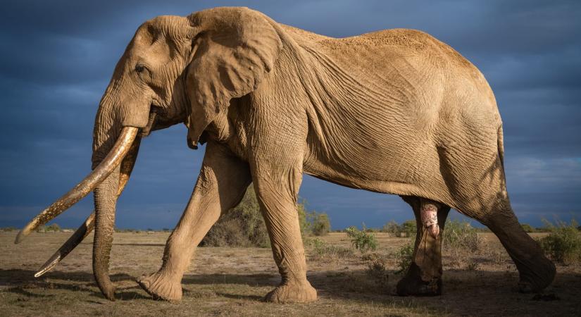 A trófeavadászat miatt veszélybe kerültek Afrika ikonikus óriásagyarú elefántjai