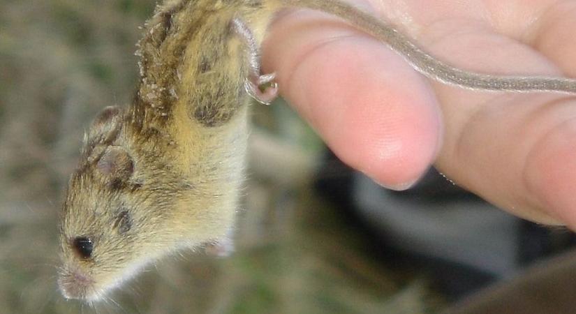 Magyar egér lett az év emlőse, ami drágább, mint az arany - Fotó