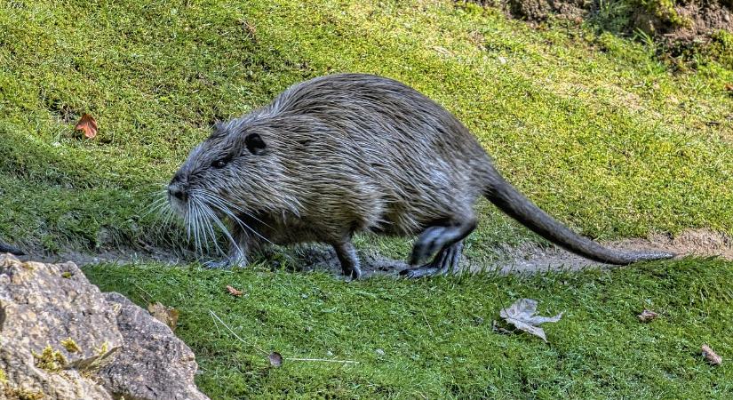 Riadó a Balaton mellett, az éj leple alatt pusztít az új faj