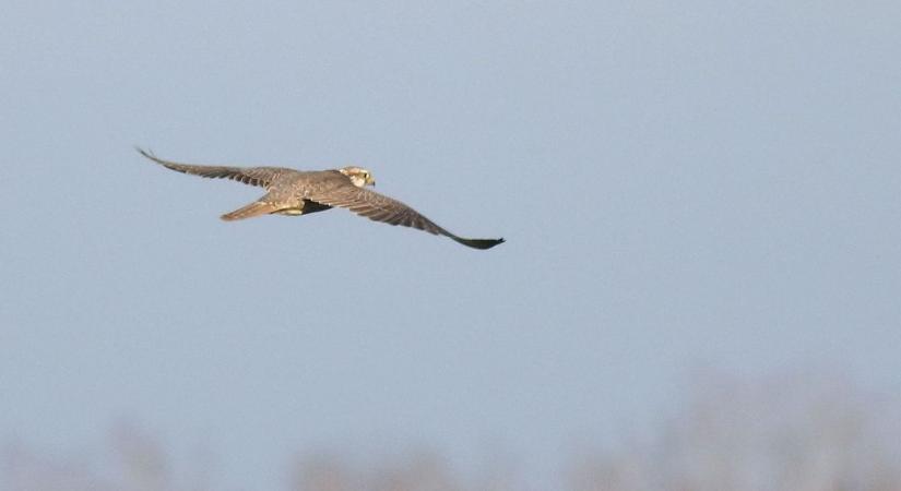 A kerecsensólyom összeköti a múltat a jelennel