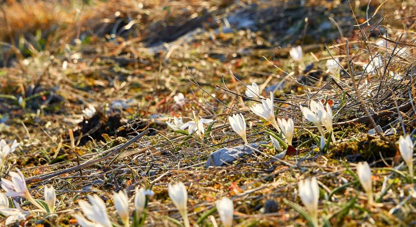 POMPÁZATOS! Még megcsodálható a magyar kikerics, amely Magyarországon csak a Szársomlyón nyílik