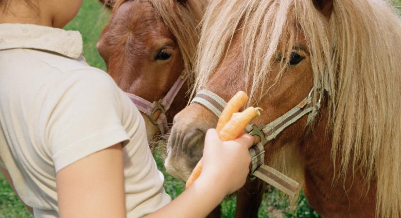 Genetikailag módosított "szuperpónik" születtek Argentínában, a kutatók pedig nem állnának meg a lovaknál