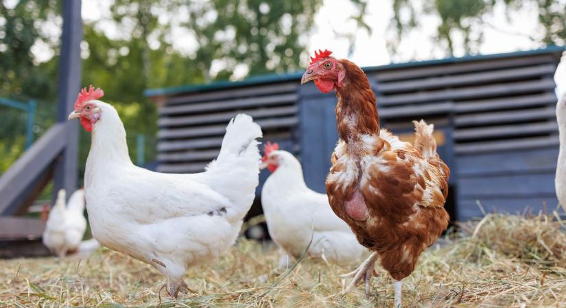 Tilos a baromfik és madarak árusítása a vásárokban, így az Ónodi vásáron is