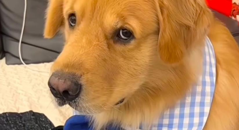 Először vigyáz az új pasija kutyusára a lány: a golden retriever reakciója fergeteges - Videó