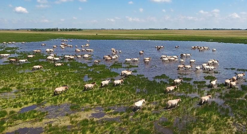 Drónokkal tanulmányozta a Debreceni Egyetem a hortobágyi Przewalski ménes társadalmát