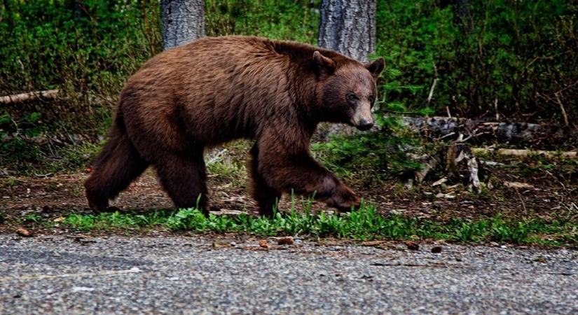 Medve elől menekültek a vadászok a Bükkben, nem sokon múlt az életük