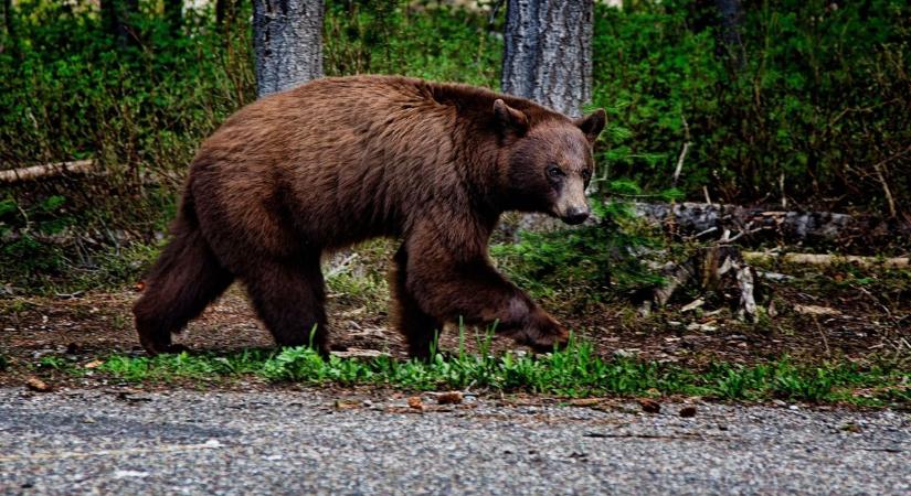 Medvetámadás: menekültek a vadászok