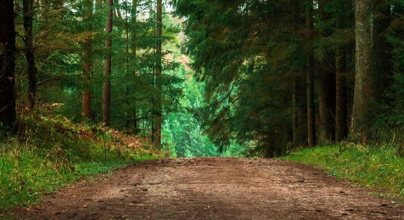 Kipróbáltad már az erdő-wellnesst? Ha nem, itt az ideje!