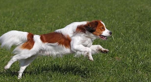 Kooikerhondje