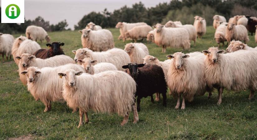 Mit kell tenni, ha az állományban megjelenik a kiskérődzők pestise?