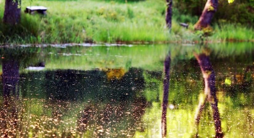 Tovább javul a vizes élőhelyek állapota Magyarországon