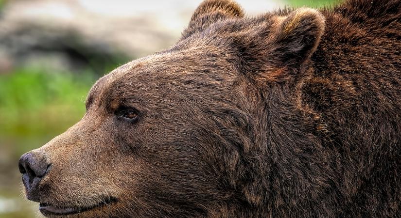 Medvetámadás Ózdon: kocsiba ugorva menekültek el a helyszínről az emberek!