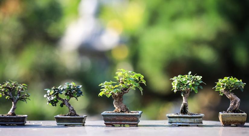 Top 5 bolondbiztos bonsai, ami pozitív életenergiákkal tölti meg a lakást