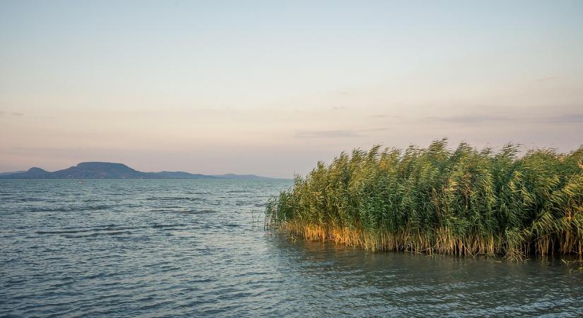 Nagy a baj a Balatonnál: rejtélyes állat tart rettegésben mindenkit