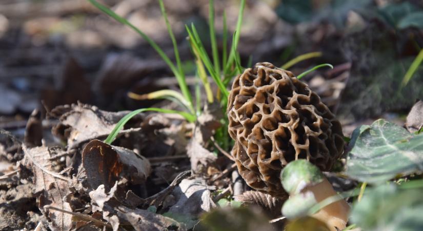 Ehető? Mérgező? Hamarosan indul a gombaszezon